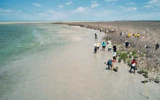 People standing in shallow water on a beach with mangrove plantings