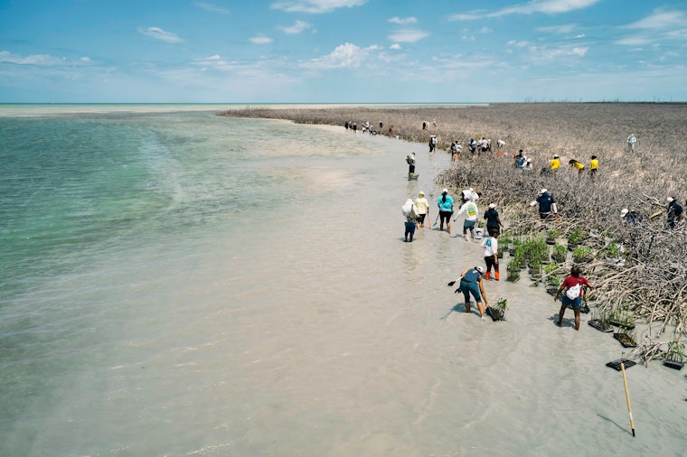 People standing in shallow water on a beach with mangrove plantings